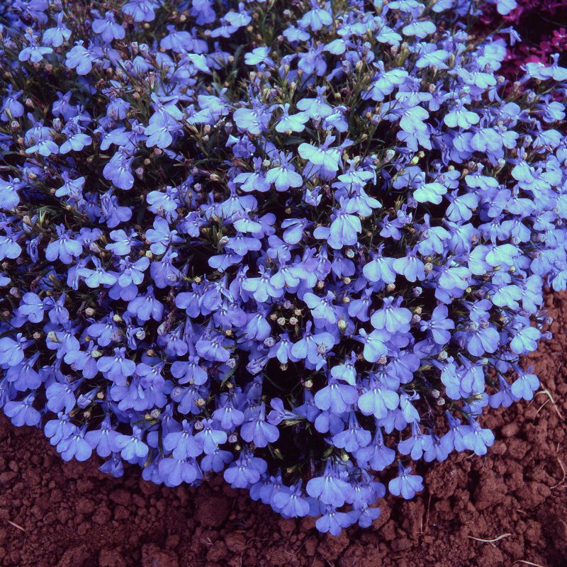 BEDD_Lobelia_Cambridge_Blue_Bloom_8310