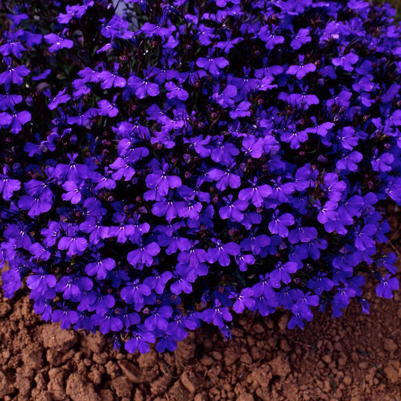 BEDD_Lobelia_Crystal_Palace_Bloom_8311