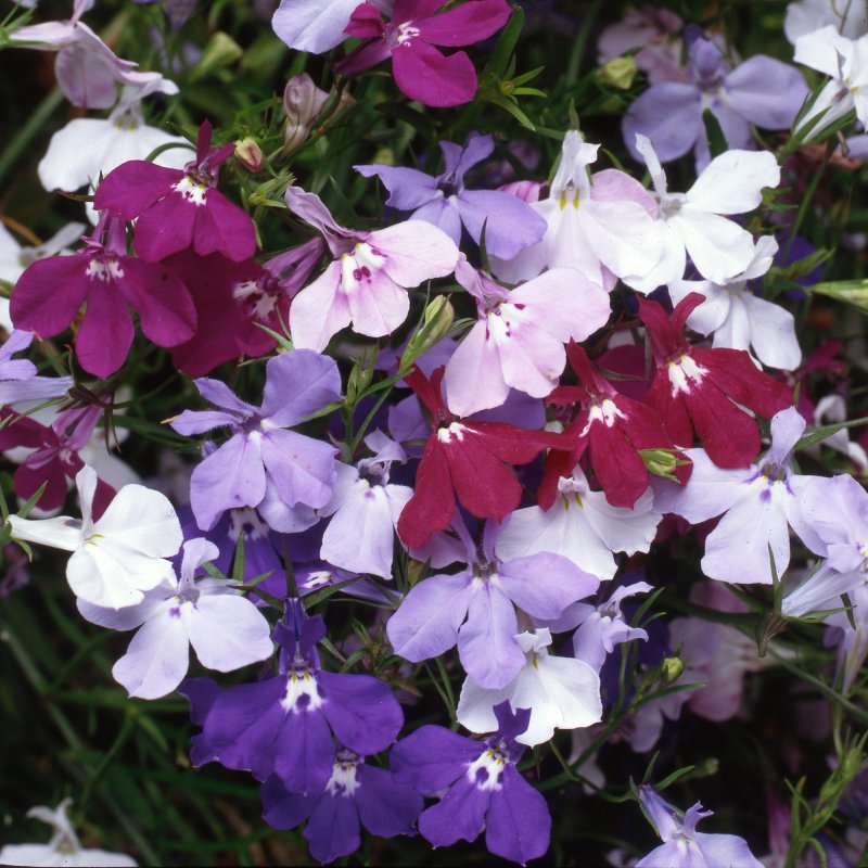 BEDD_Lobelia_Fountain_Mix_Bloom_5841