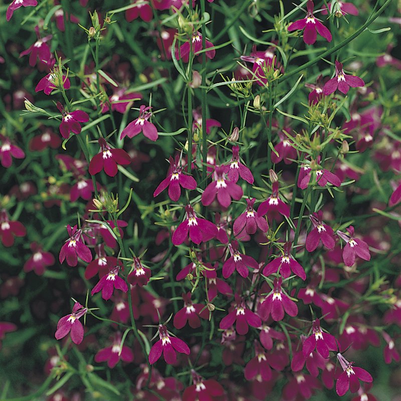 BEDD_Lobelia_Fountain_Rose_Bloom_1119