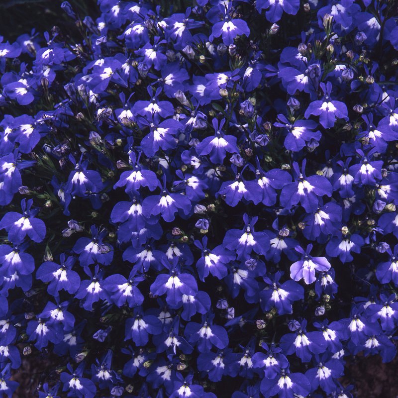 BEDD_Lobelia_Sapphire_Bloom_2944