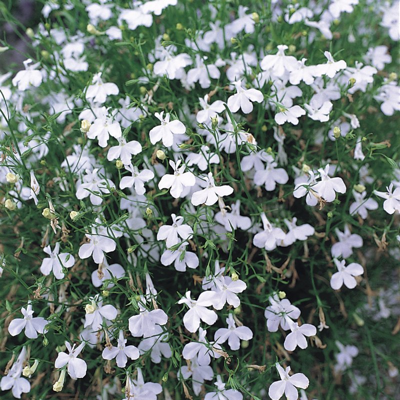 BEDD_Lobelia_Fountain_White_Bloom_1120