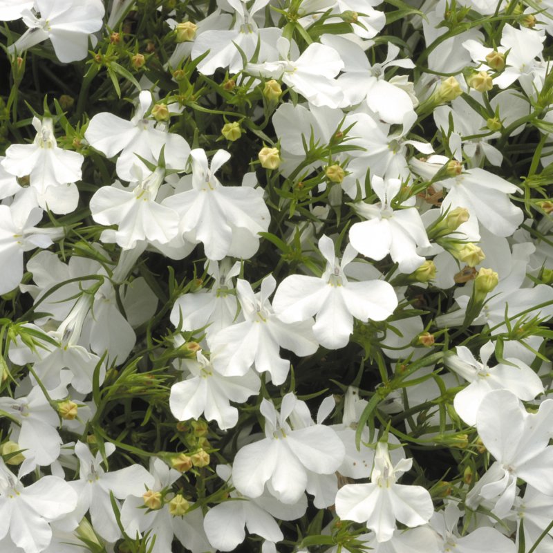 BEDD_Lobelia_White_Lady_Bloom_8335