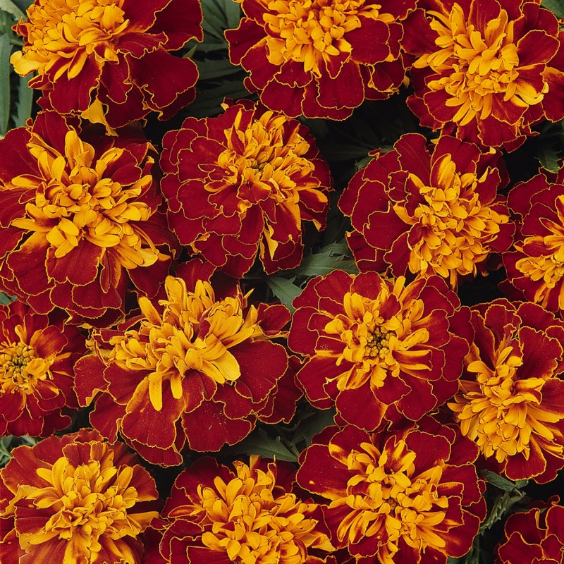 BEDD_French_Marigold_Bonanza_Harmony_Bloom_1161