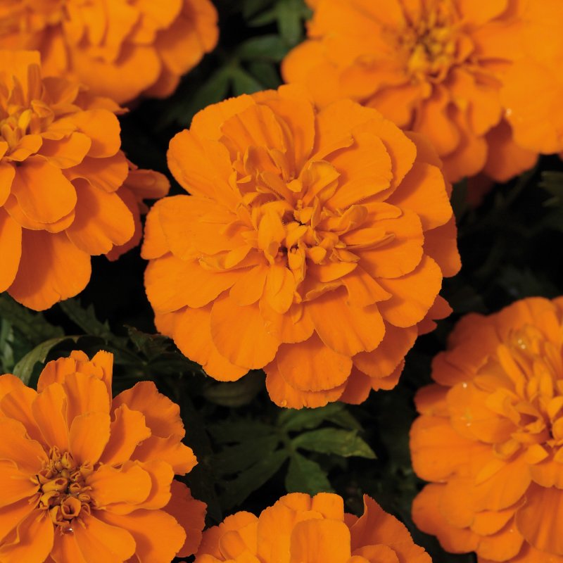 BEDDSUMMFrench_Marigold_Bonanza_Deep_Orange_Bloom_47090