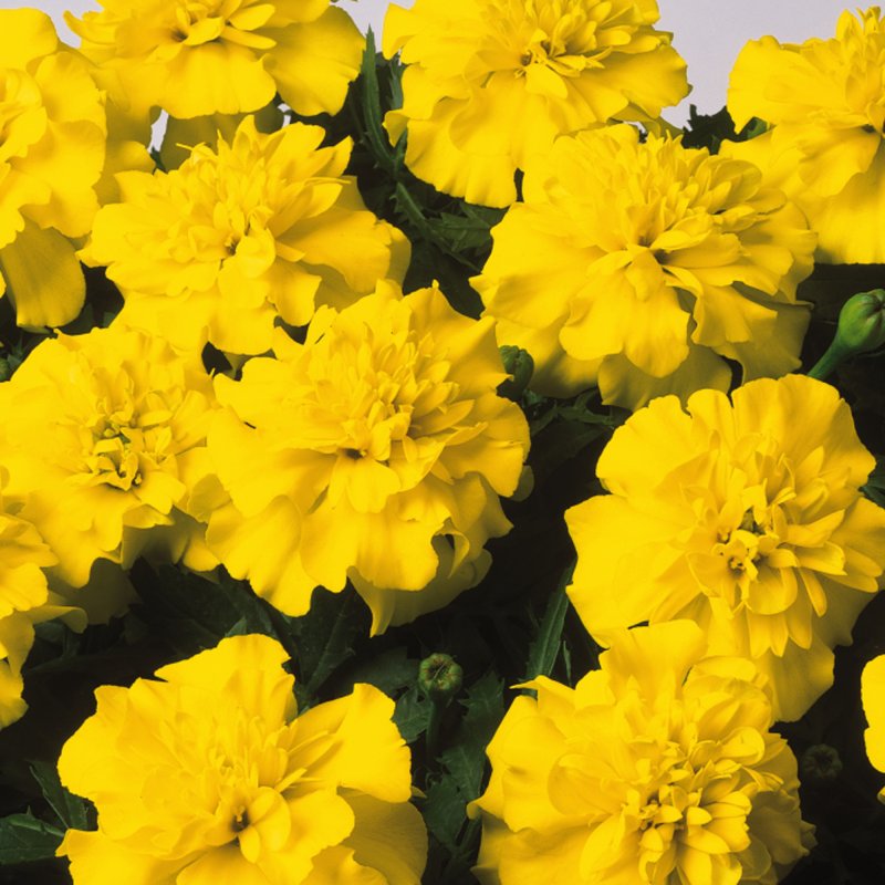 BEDDSUMMFrench_Marigold_Bonanza_Yellow_Bloom_49214