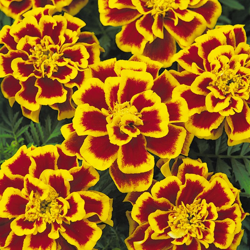 BEDD_French_Marigold_Durango_Bee_Bloom_1171