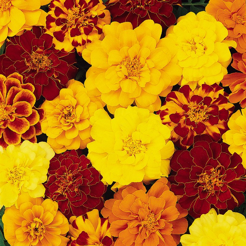 BEDD_French_Marigold_Durango_Select_Mix_Bloom_8042