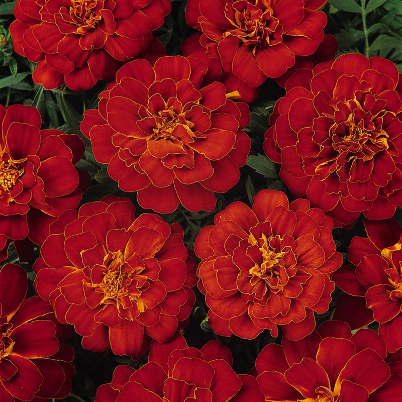 BEDD_French_Marigold_Durango_Red_Bloom_1179