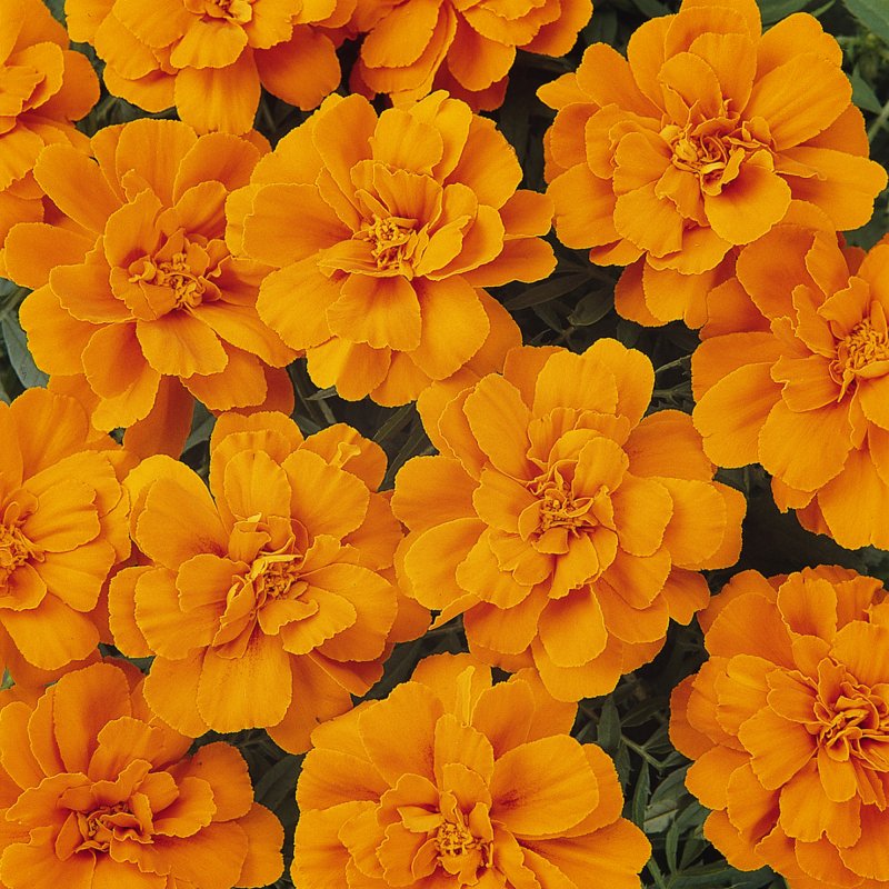 BEDD_French_Marigold_Durango_Tangerine_Bloom_1180 (1)