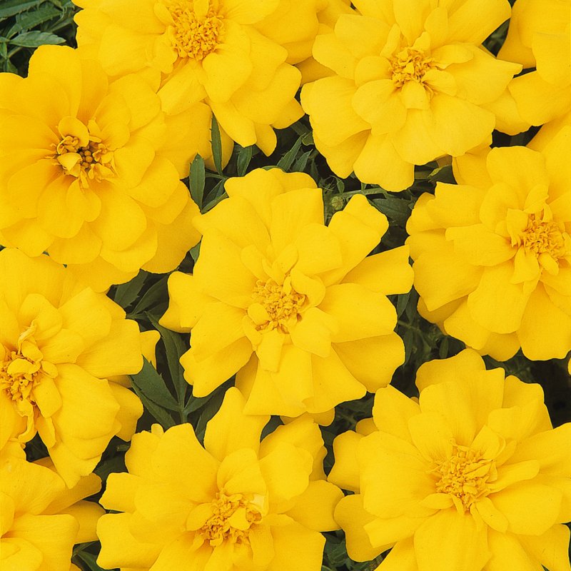 BEDD_French_Marigold_Durango_Yellow_Bloom_1181