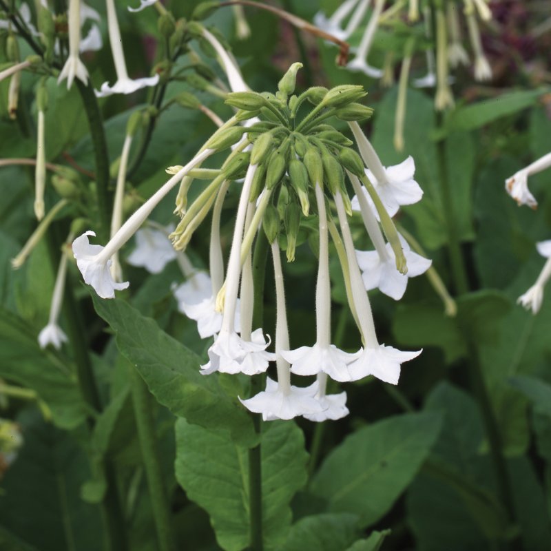 BEDD_Nicotiana_Only_the_Lonely_Bloom_6094