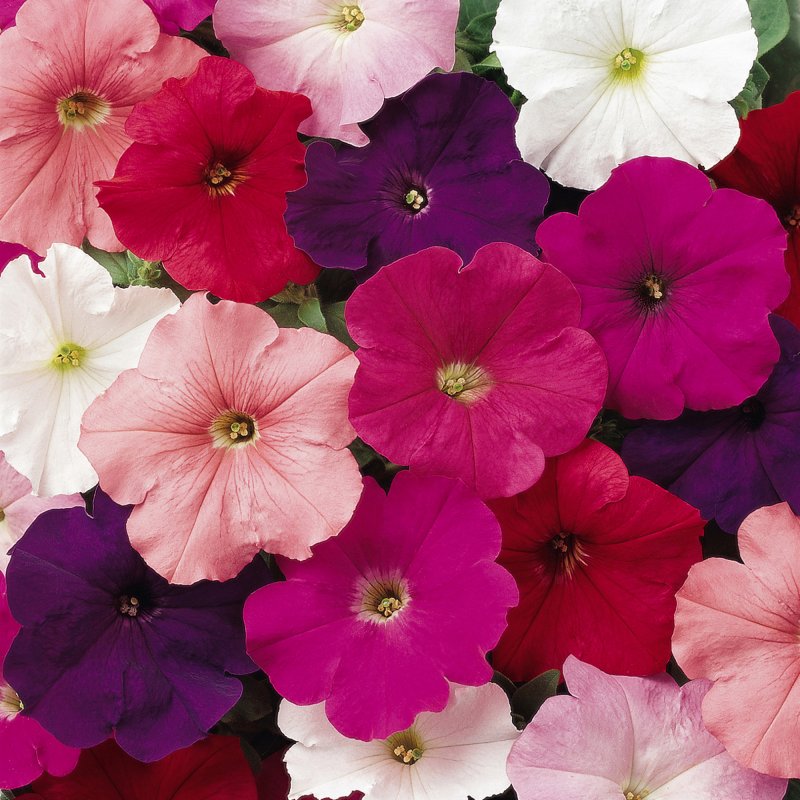 BEDD_Petunia_Frenzy_Mix_Bloom_6436