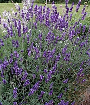 HERBLAVENDERVERALARGE