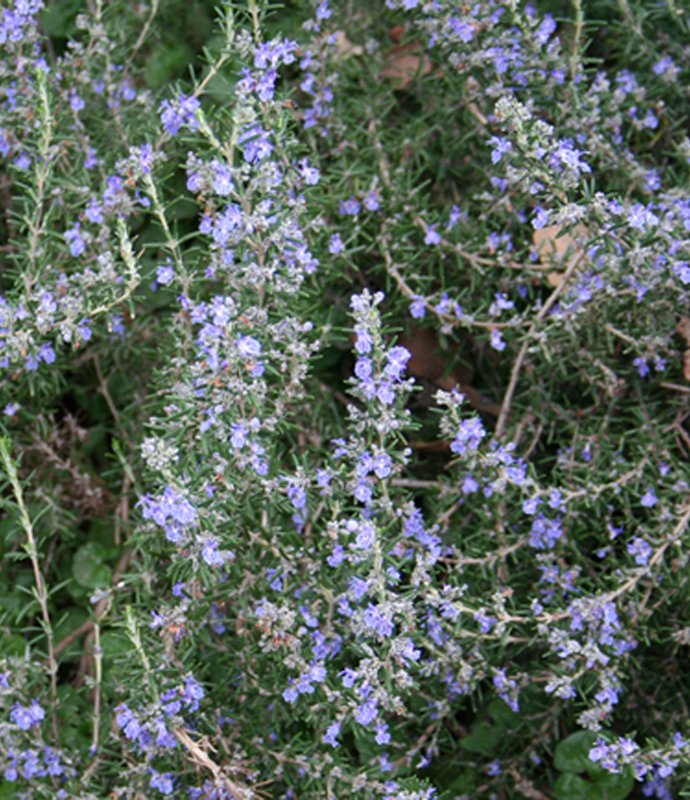 HERBRosmarinusOfficinalisWinterBlueLARGE