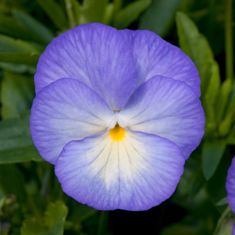 ALP_Viola Susie 01