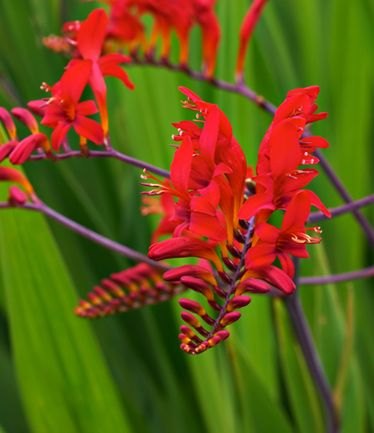 PERCROCOSMIALUCIFERLARGE
