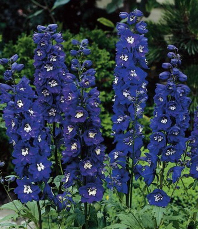 DelphiniumDarkBluewithWhiteBee