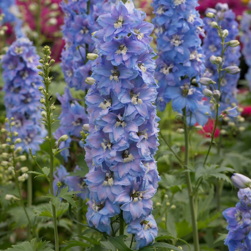 PER_Delphinium Magic Fountains Sky Blue with White Bee 01