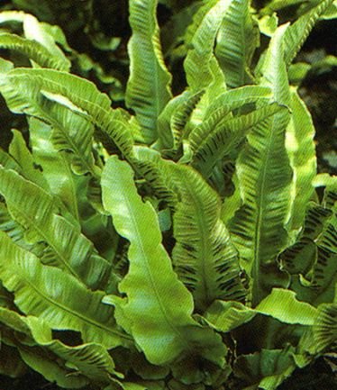 AspleniumScolopendrium