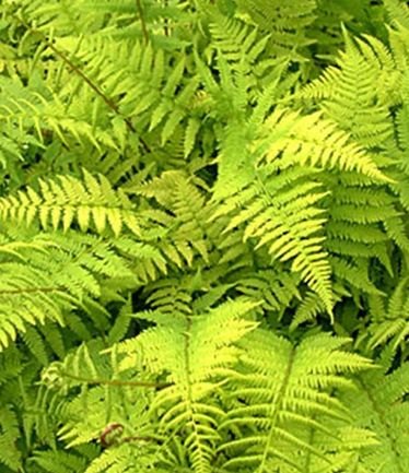 FERNAthyriumfilixfeminaLARGE