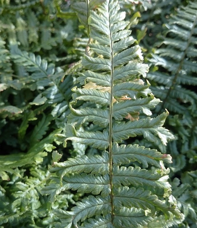 FERNDryopterisAffinisCristata