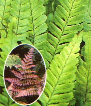 FERNDryopterisErythrosoraLARGE