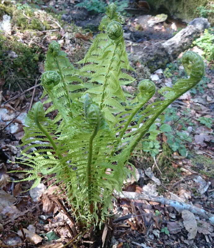 FERNMatteucciaStruthiopteris