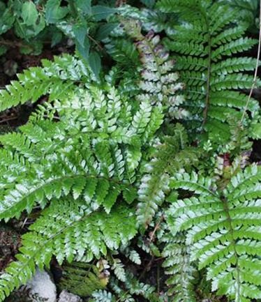 FERNPolystichumpolyblepharumLARGE