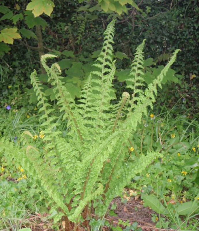 FERNPOLYSTICHUMSETIFERUM