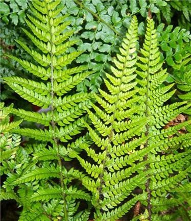 FERNPolystichumtsus-simenseLARGE