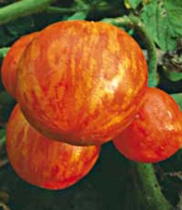 VEGTOMATOTIGERELLALARGE