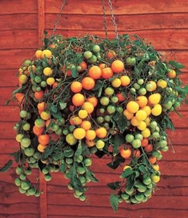 VEGTOMATOTUMBLINTOMRYELLOWLARGE