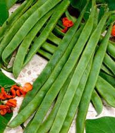 VEGBEANRUNNERARMSTRONGLARGE