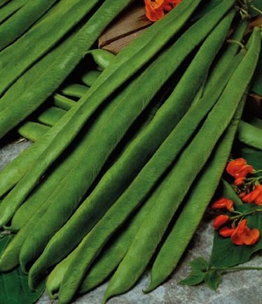 VEGBEANRUNNERSCARLETEMPIRELARGE
