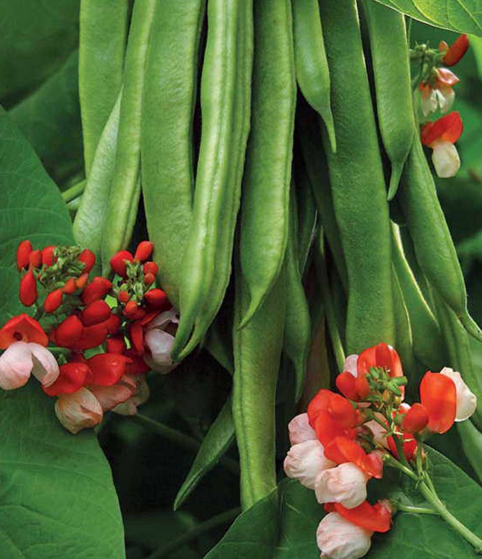 RUNNERBEANTENDERSTAR