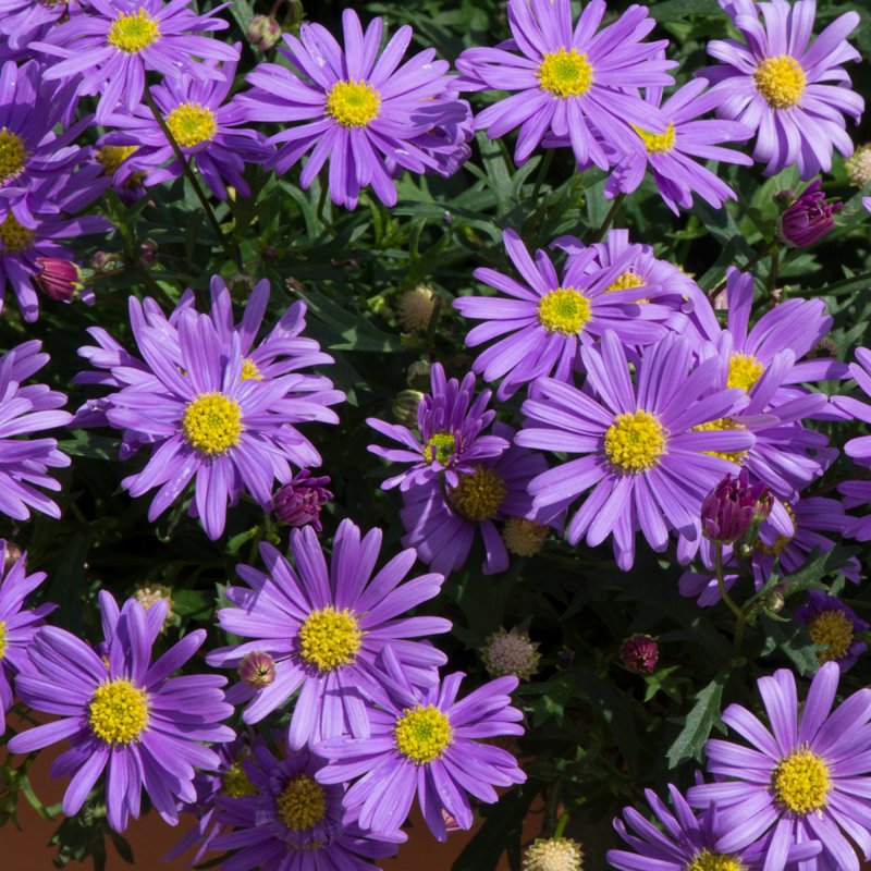 Brachyscome Brasco Violet