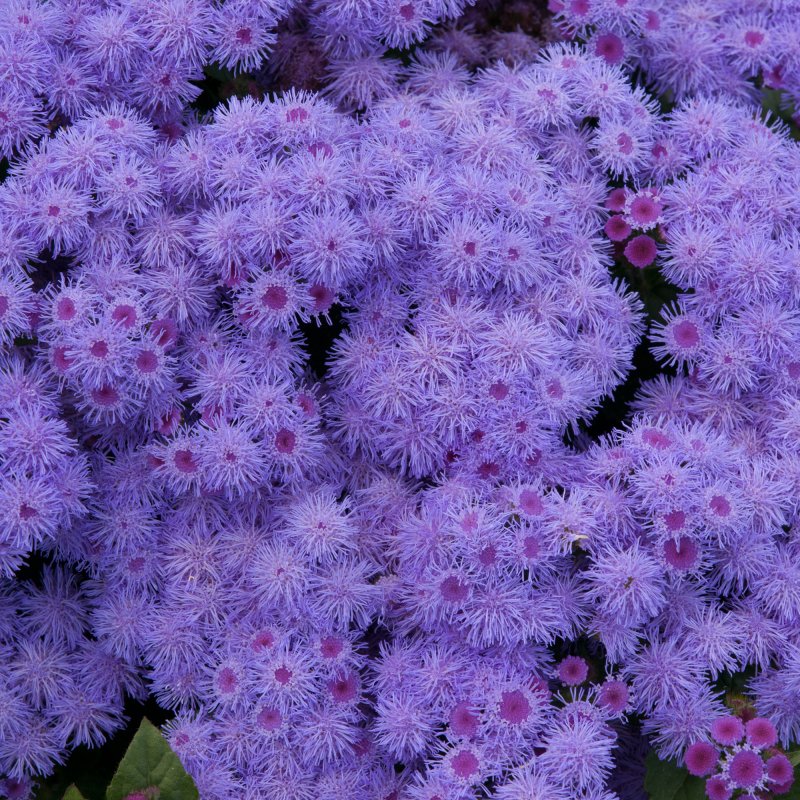 BEDDSUMMAgeratum Champion Blue 01