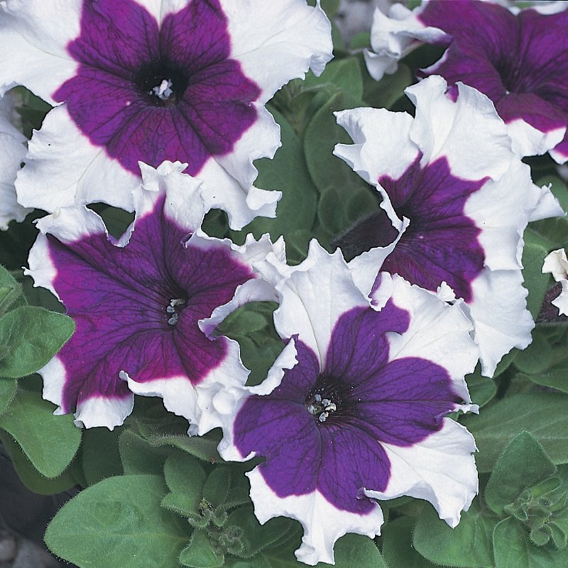 BEDDSUMMPetunia Express Blue Ice