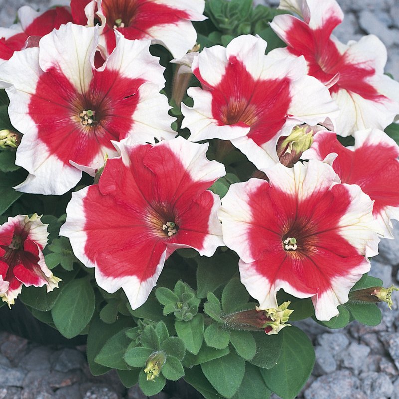 BEDDSUMMPetunia Express Red Ice 02
