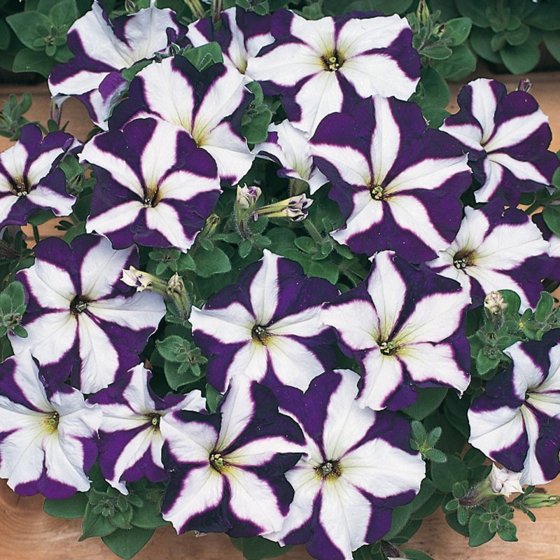 BEDDSUMMPetunia Frenzy Blue Star