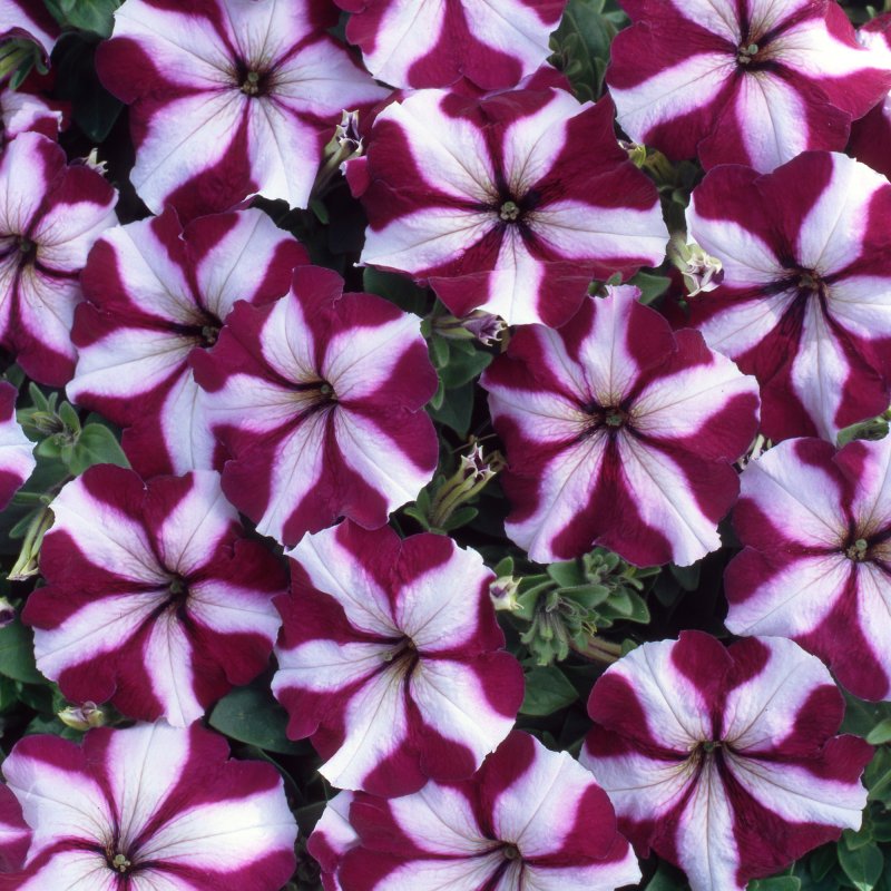 BEDDSUMMPetunia Frenzy Burgundy Star