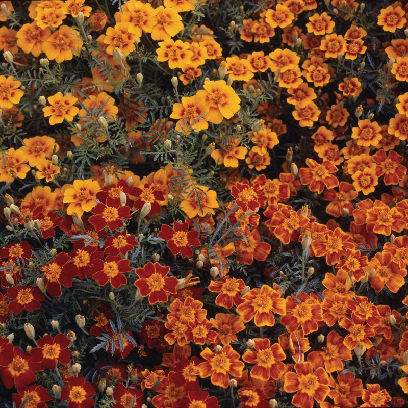 BEDD_Tagetes_Starfire_Mix_Bloom_6969