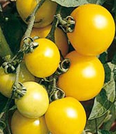 VEGTOMATOGOLDENSUNRISELARGE