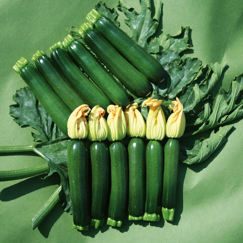 VEG_Courgette_Midnight_Vegetable_4567