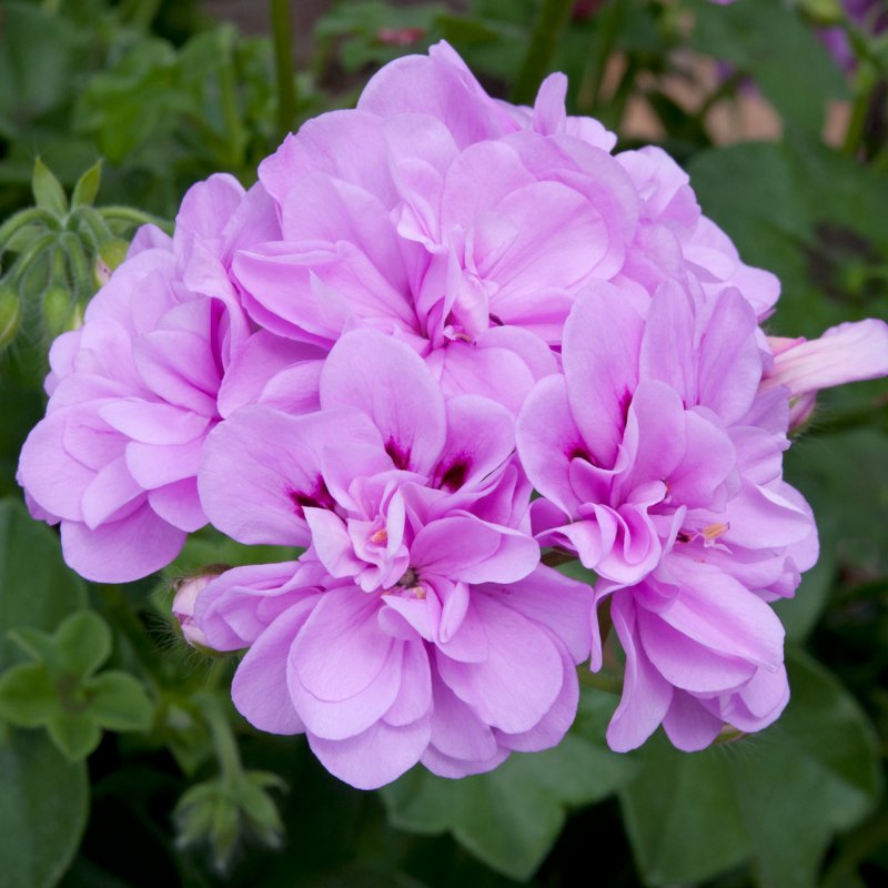 BEDDSUMMGeranium Semi Double Medio Teske Lavender 01