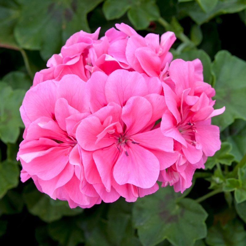 BEDDSUMMGeranium Semi Double Sunflair Linda Pink 01