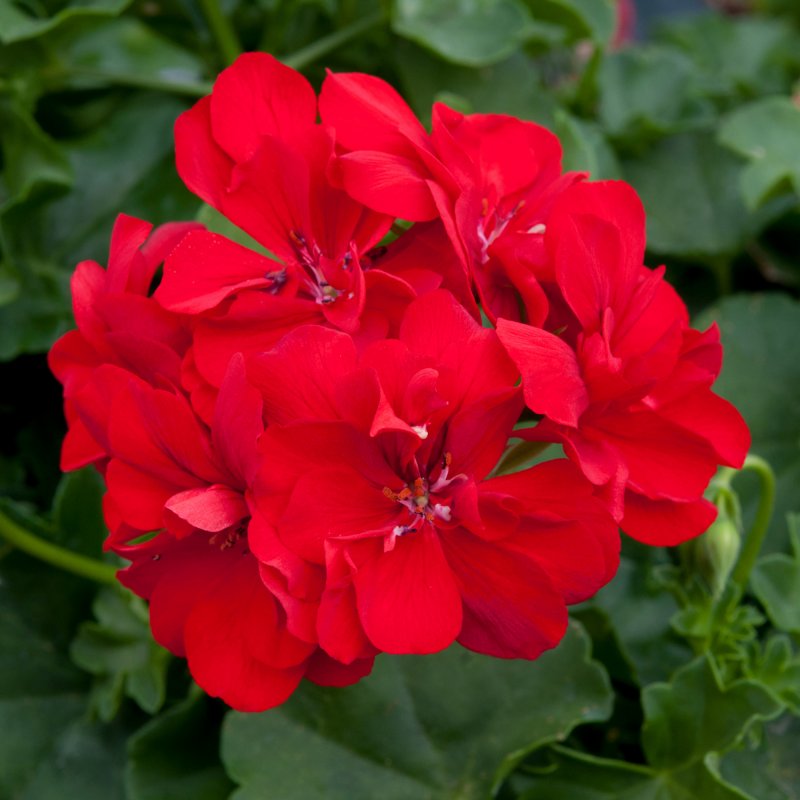BEDDSUMMGeranium Semi Double Sunflair Paula Red 01