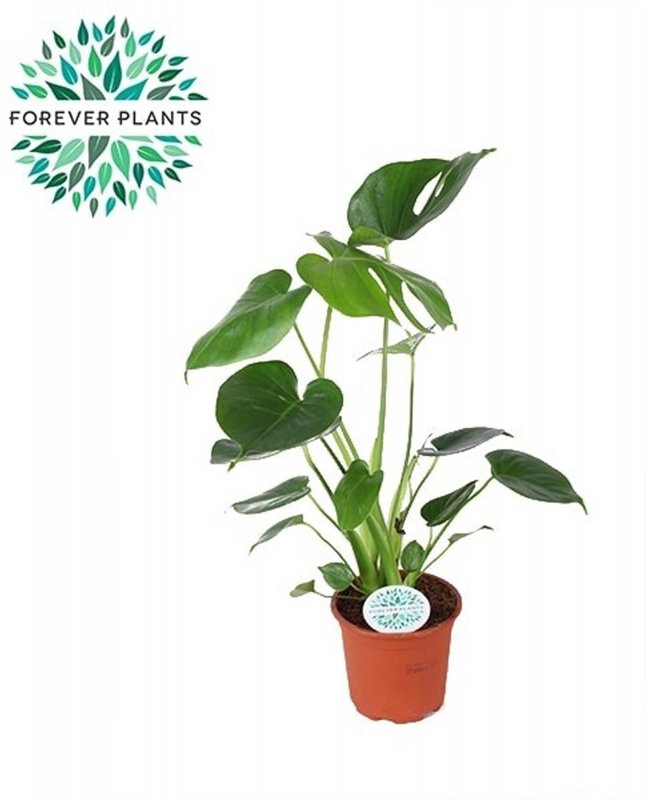 HOUSE 394959 Monstera deliciosa 14cm