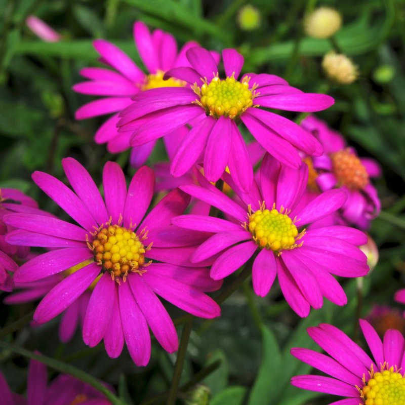 Brachyscome Magenta Delight